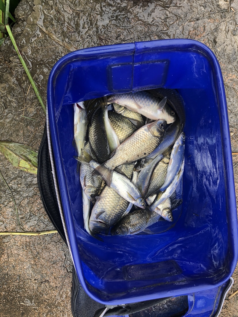 野钓偷瞄隔壁老师傅，没有对比就没有伤害