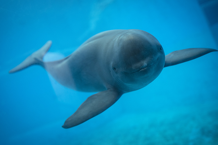 保护野生动物名录拟调整,2020年列为保护动物名单