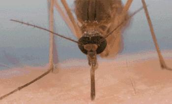 夏天不被蚊子咬的神器,电热灭蚊器卧室驱蚊小助手