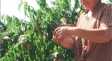 16°香甜,一*爆口**汁,称霸整个夏天的“蜜桃之王”来了