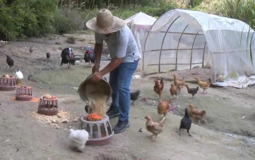 农村带货致富新方式,带货扶贫增收方法