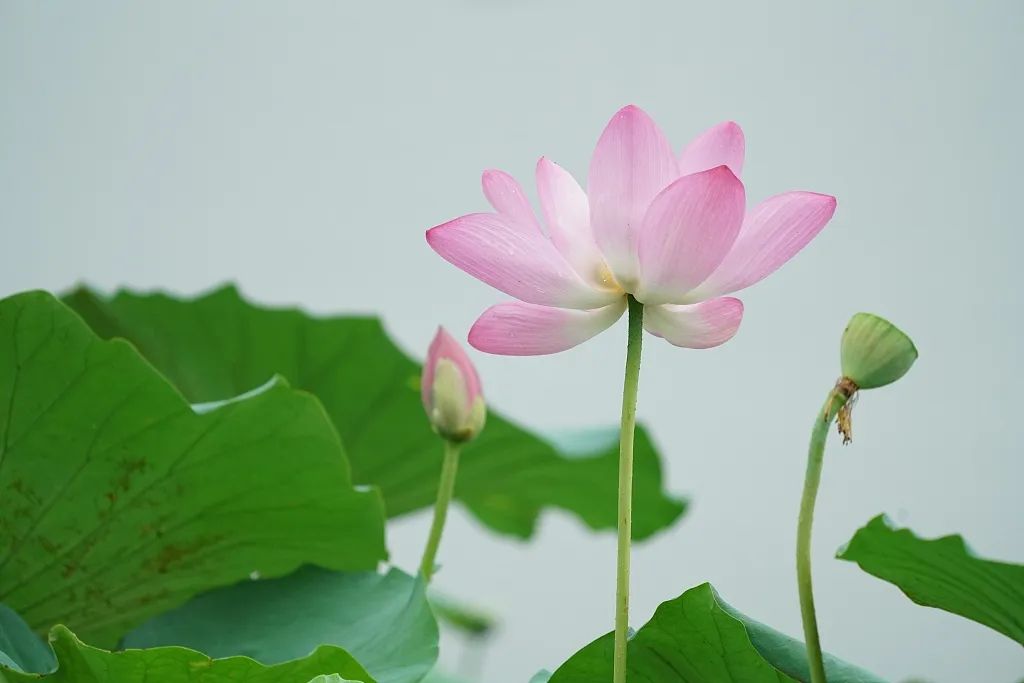 浮生六记林语堂散文,浮生六记林语堂