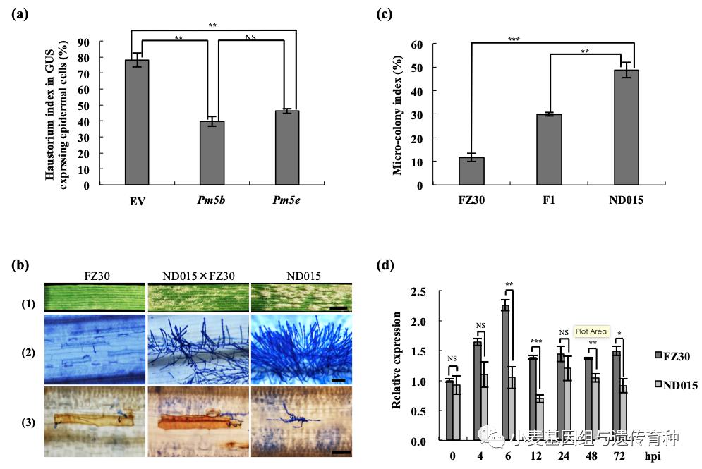 重磅袭来|刘志勇团队与李洪杰团队合作连续克隆两个小麦抗*粉白**病基因