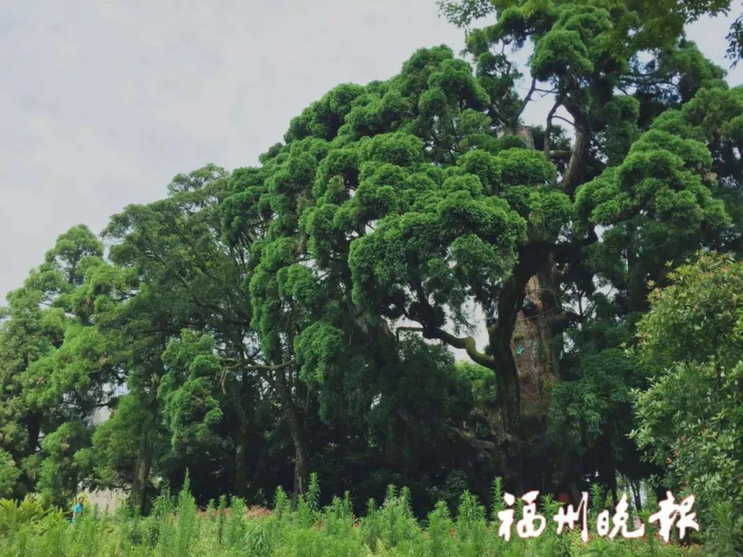 即将亮相福州这所公园大升级,福州最新的公园