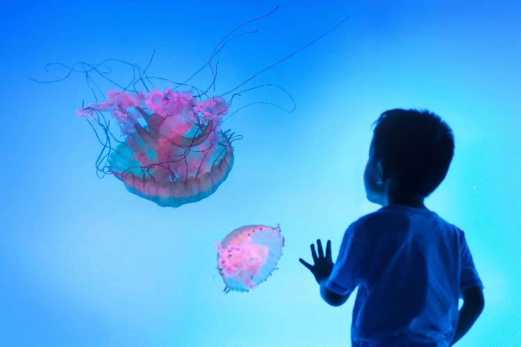 汉海鲸豚湾水世界最新,汉海鲸豚湾水世界开园了吗