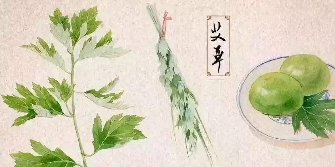 中医知识讲解艾草,艾草中医养生