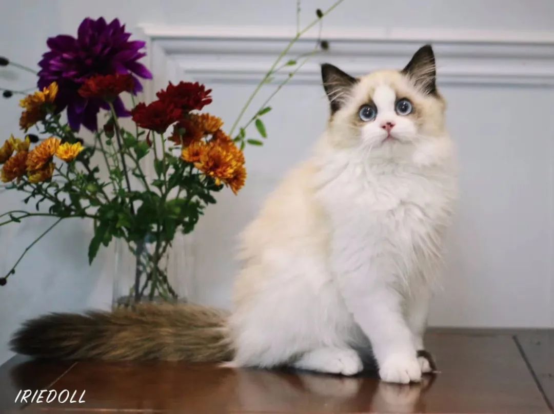 「丽江宠圈」身价4万！曾获各种大奖，丽江这些猫咪不简单