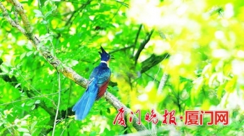 遇到受伤的鸟类该怎么办,碰见受伤的鸟怎么处理