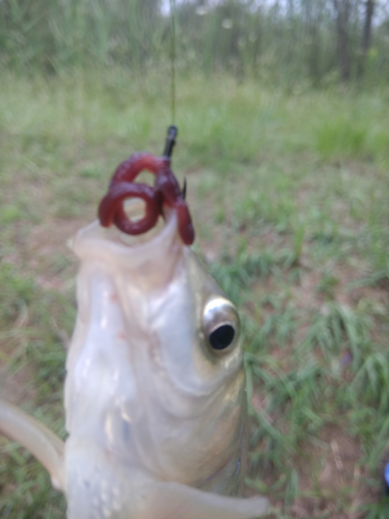 野钓鲫鱼浮漂上顶不中鱼什么原因,野钓鲤鱼浮漂上顶不中鱼咋回事