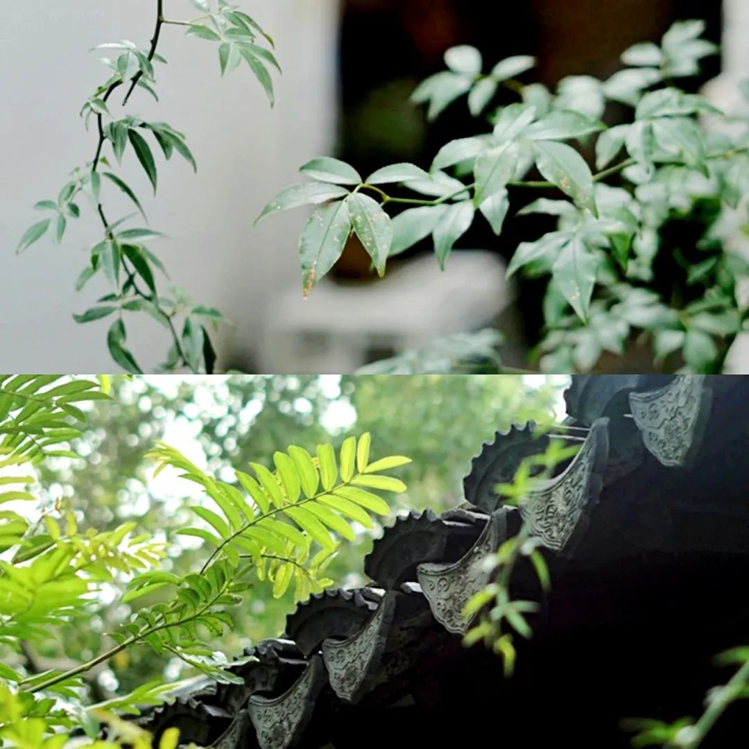 苏州冰绿豆汤,苏味冰镇绿豆汤