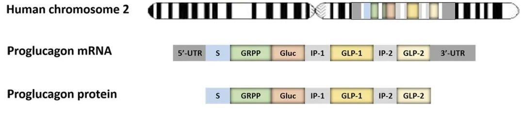 糖尿病发病机理及调节血糖的物质,糖尿病临床表现及生理学机制