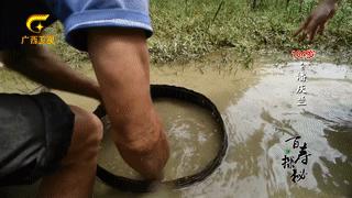 牛胃里的草叫什么,牛胃里的牛草黄