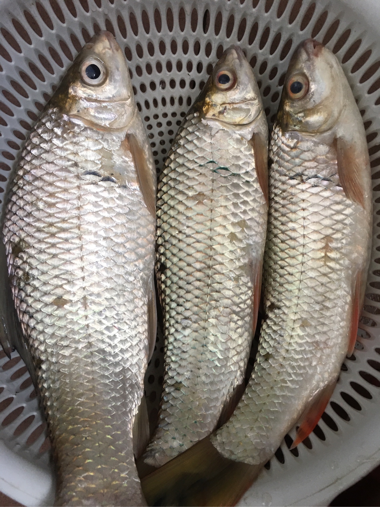 水迳水库孤独的守夜人，一非一草终还梦