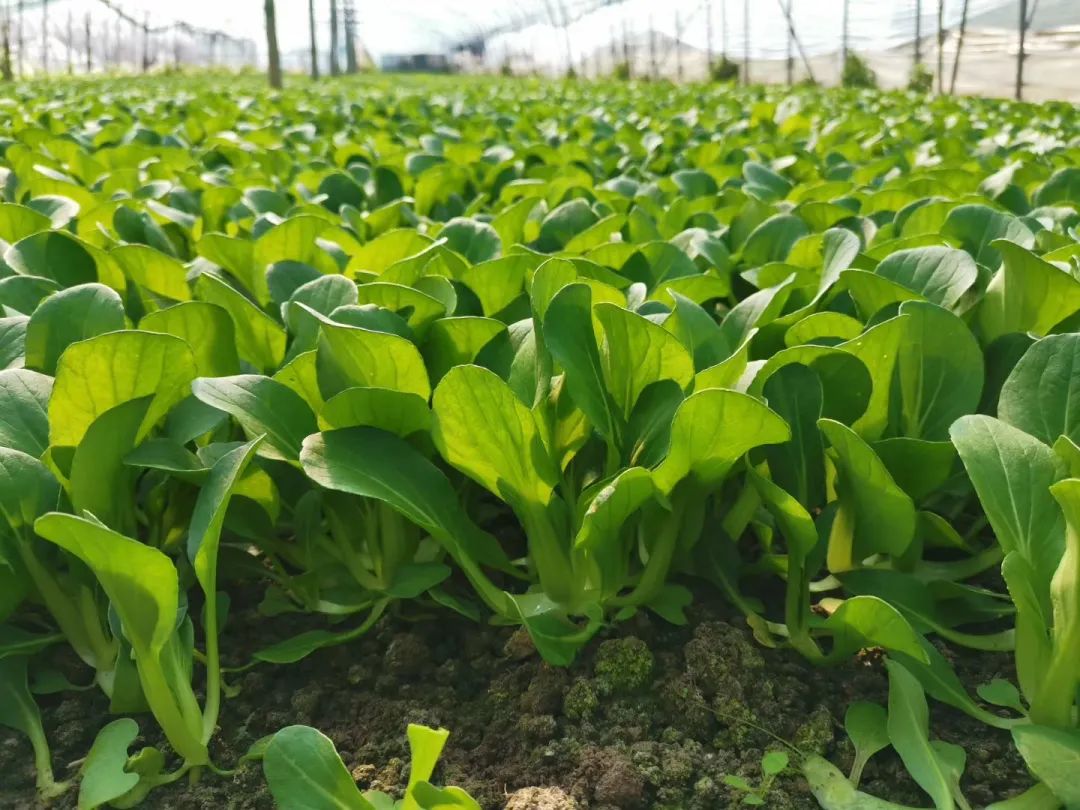 农产品直通车推广,农产品线上线下产销对接活动