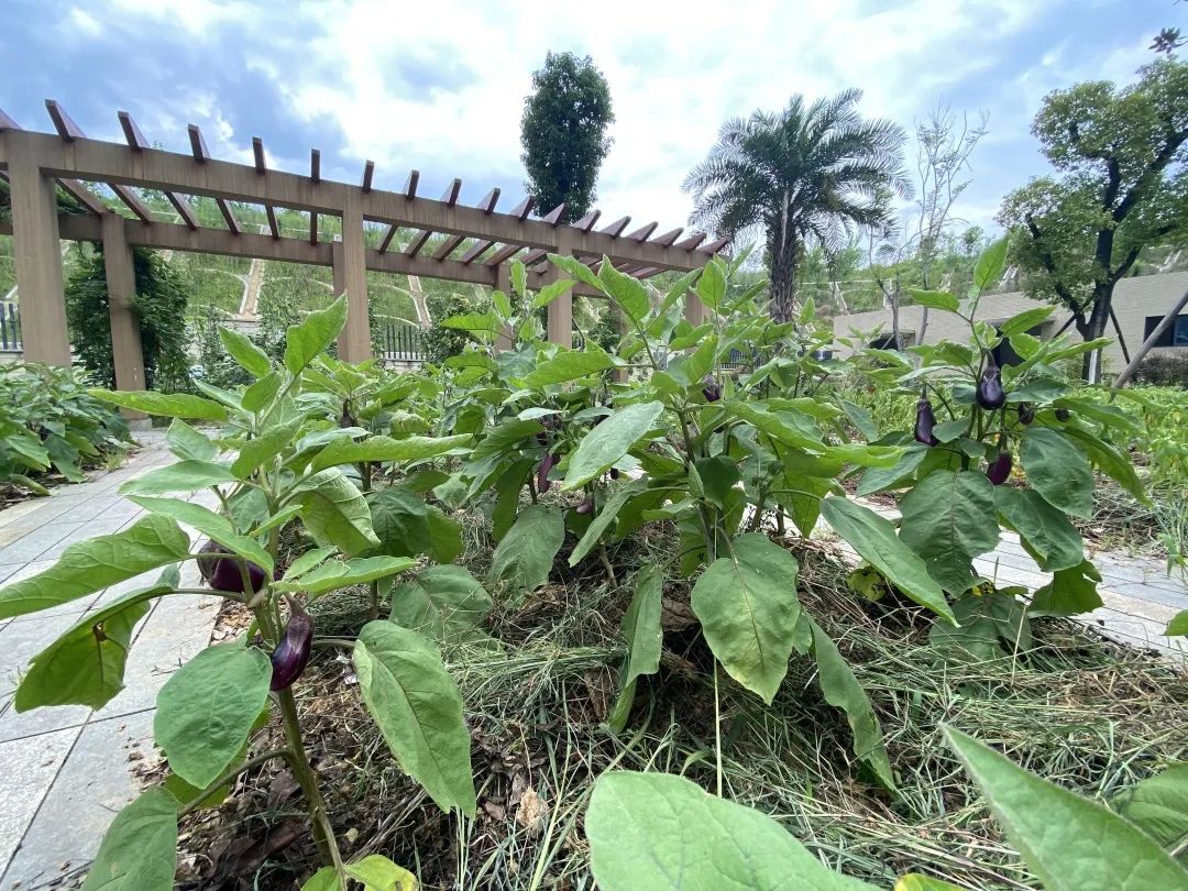 退台式教学楼、超大公共空间，怀化这所学校美得不像实力派