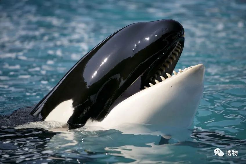 虎鲸饿起来为何连亲戚都吃,虎鲸投喂食物