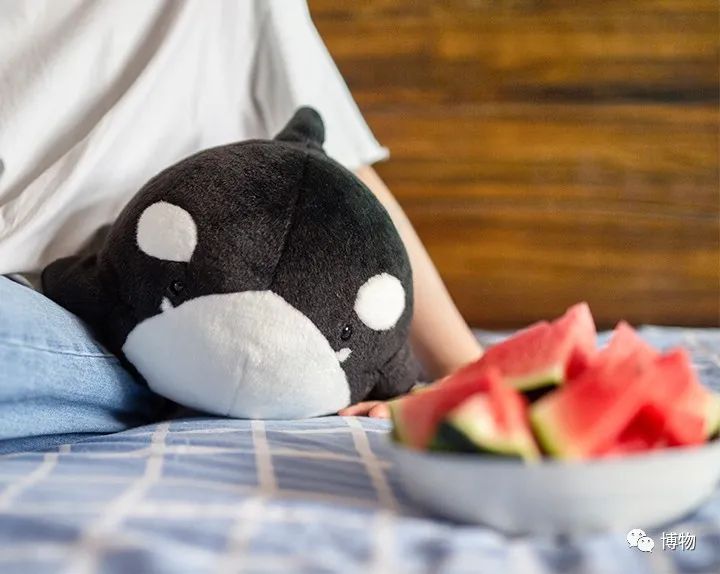 虎鲸饿起来为何连亲戚都吃,虎鲸投喂食物