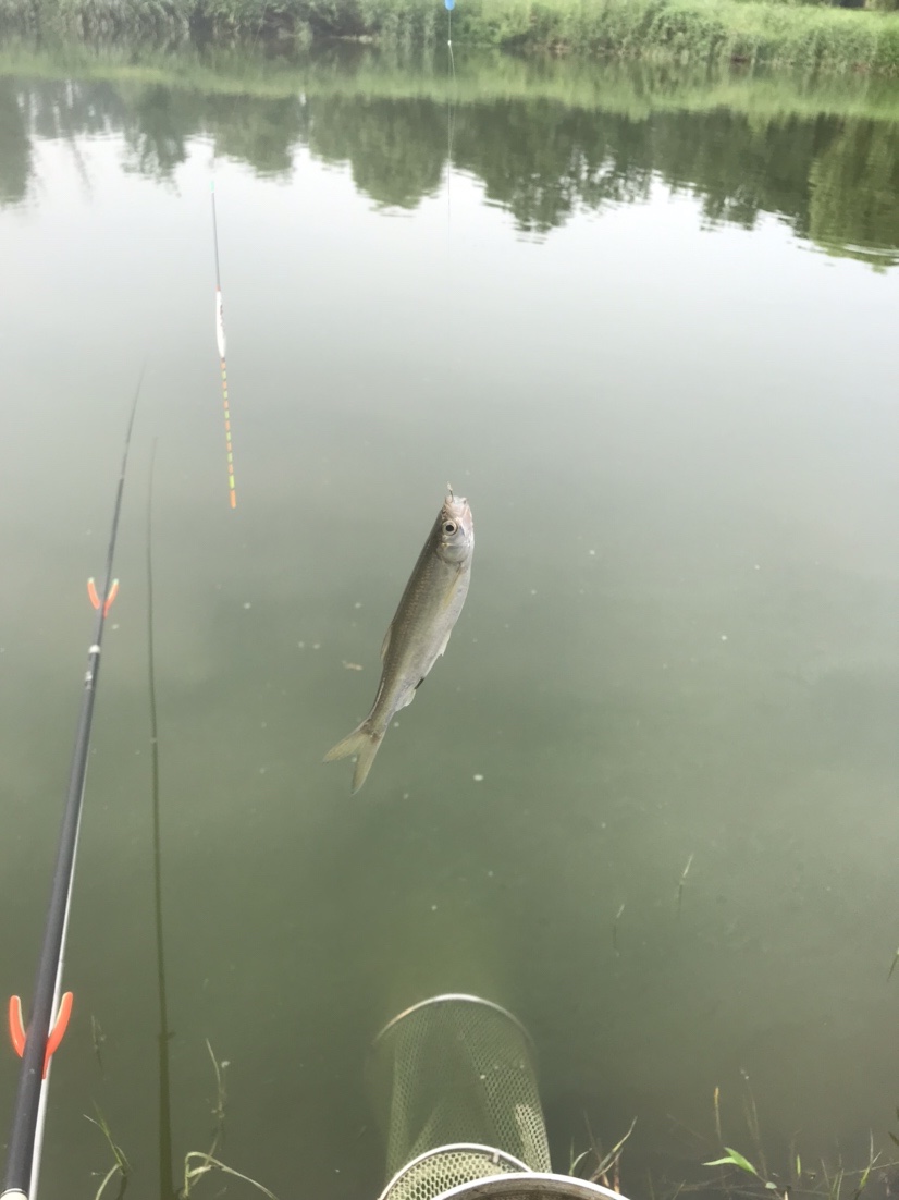 晨钓的收获还是不错的,温榆河钓鱼