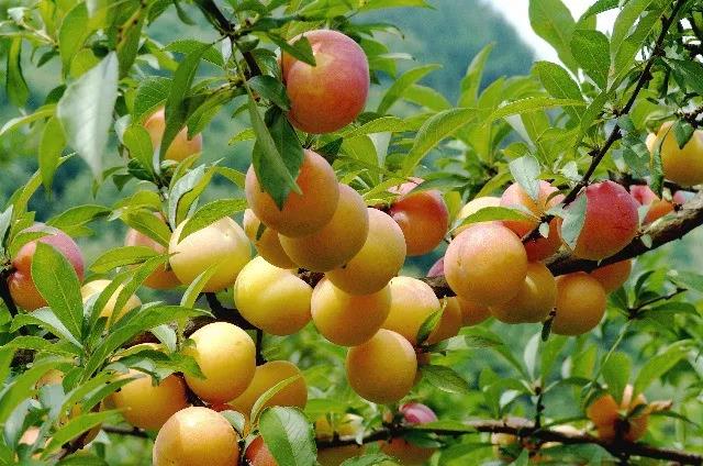 避暑旅游广西攻略路线,南丹白裤瑶民俗风情园门票预订