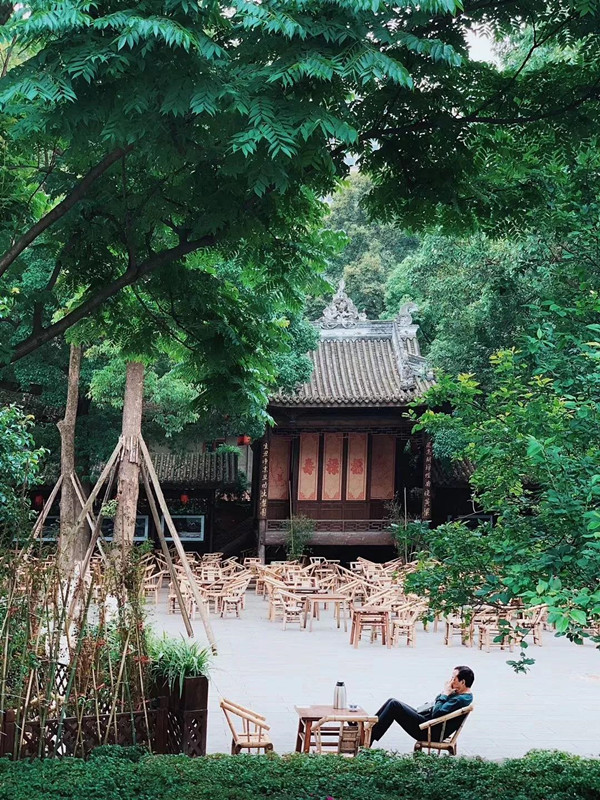 黄桷兰成都,成都黄桷兰多少钱