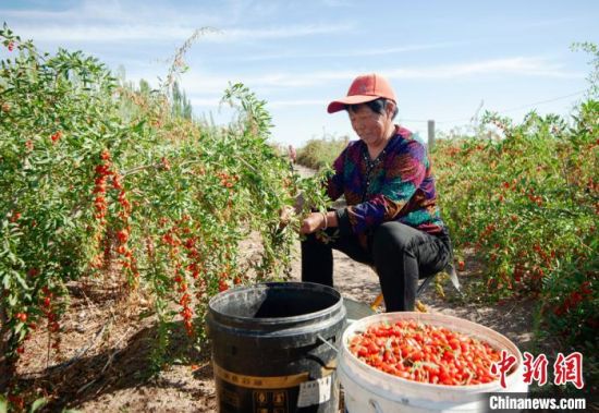 甘肃嘉峪关枸杞成熟,酒泉嘉峪关戈壁滩野生黑枸杞