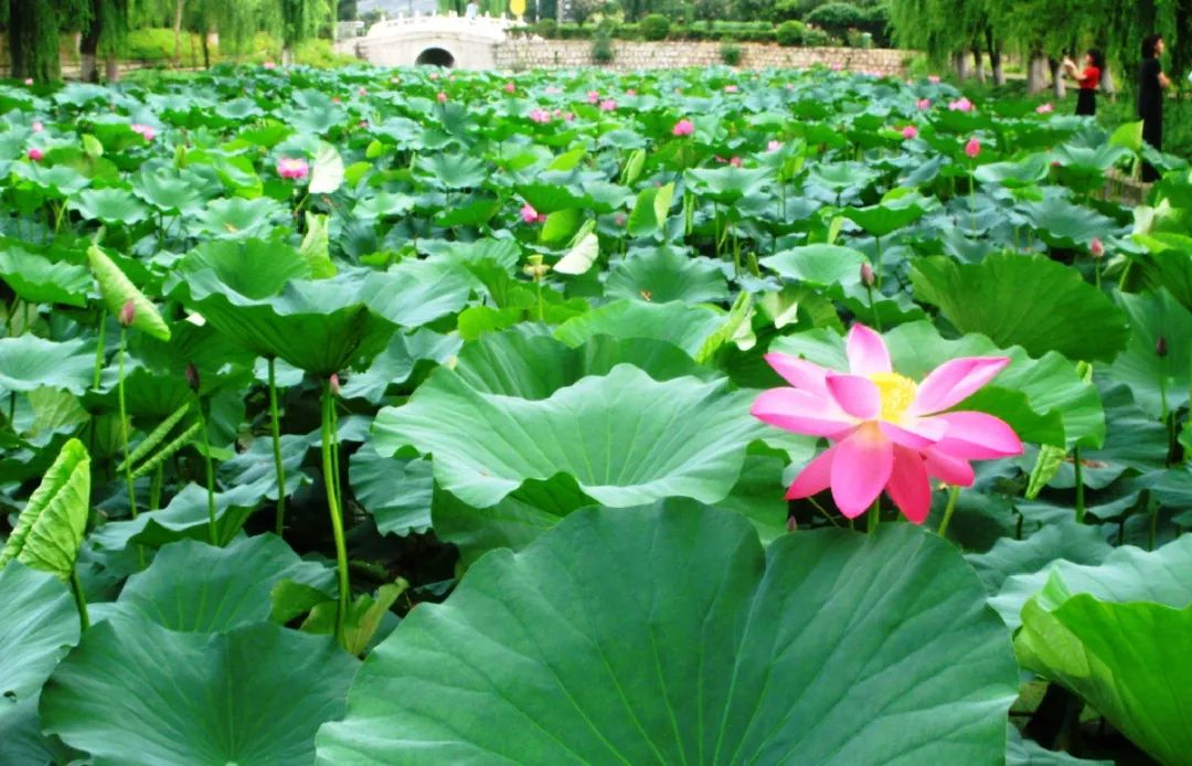 荷花和莲花是一回事吗,莲花荷花是同一种花吗