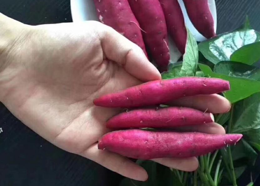 临安天目山小香薯粉糯香甜,天目山小香薯新鲜现挖