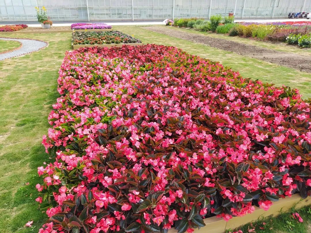 崇明岛比赛直播,上海崇明赛事视频