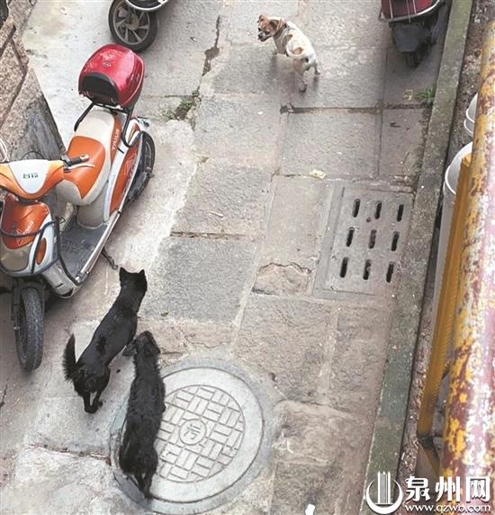 流浪狗问题引发网友激烈讨论,流浪狗问题怎么解