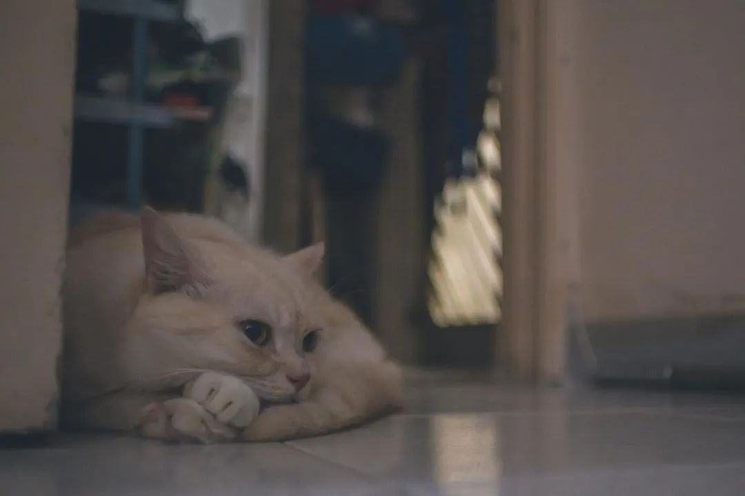 云养猫的品牌有哪些,云养猫设计品牌