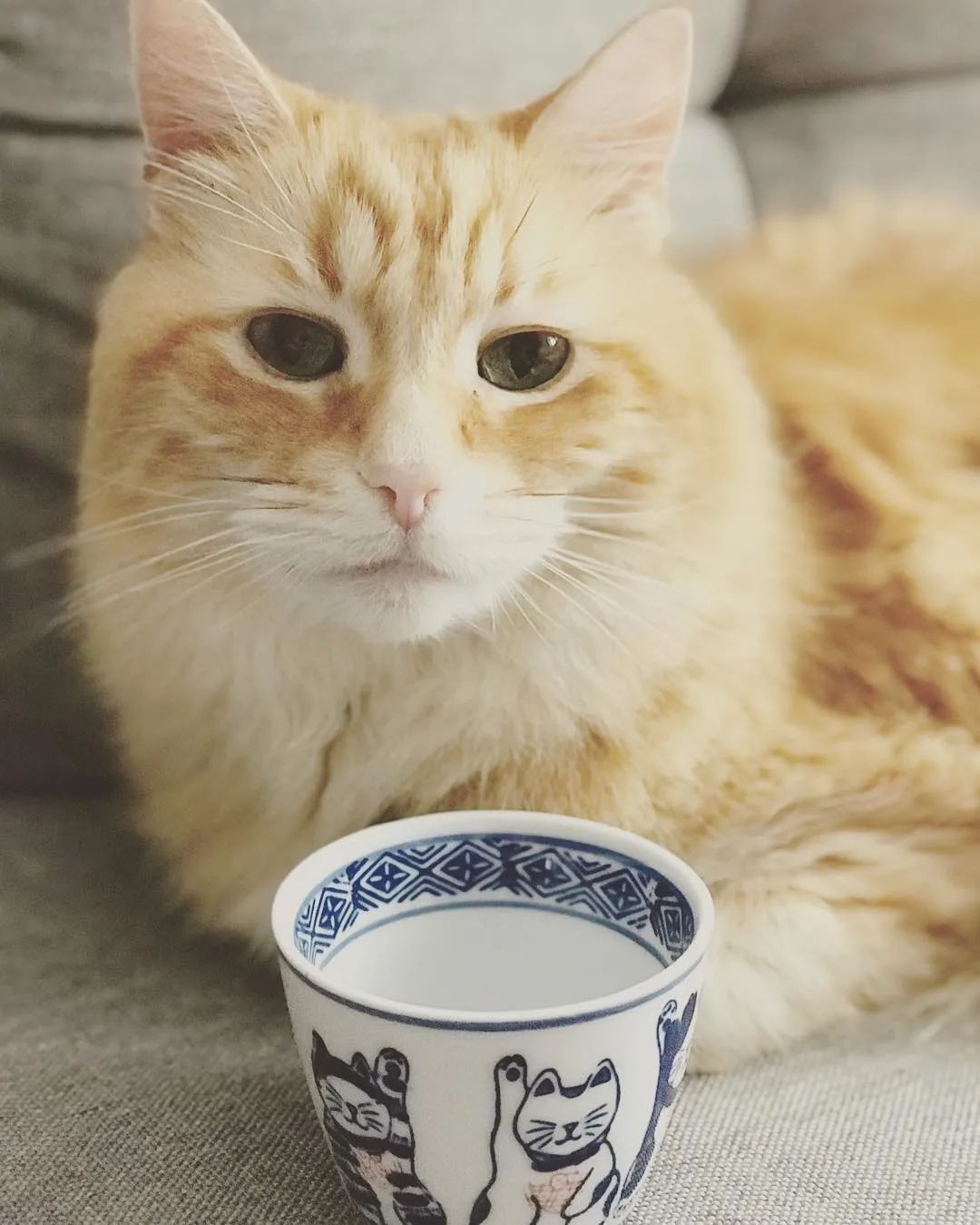 云养猫的品牌有哪些,云养猫设计品牌