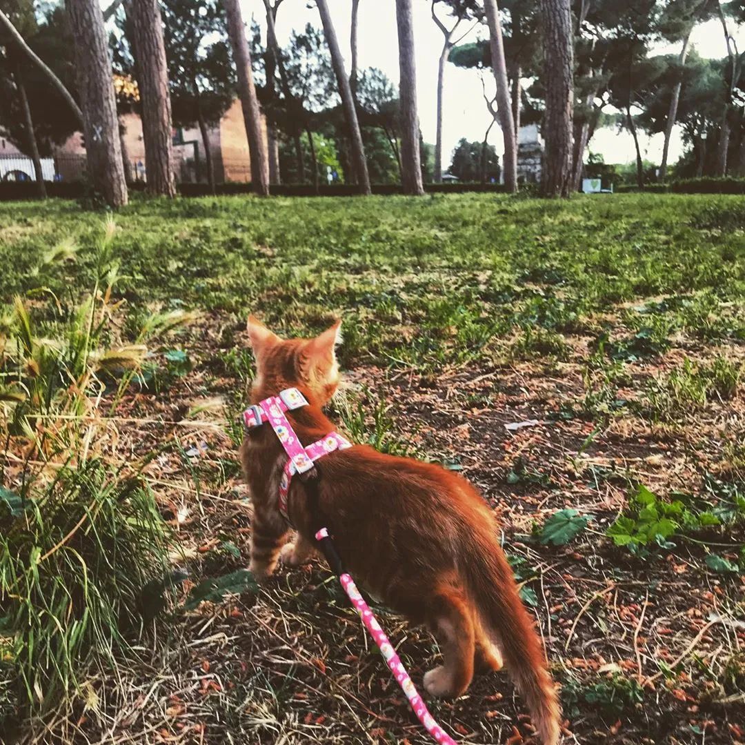 云养猫的品牌有哪些,云养猫设计品牌