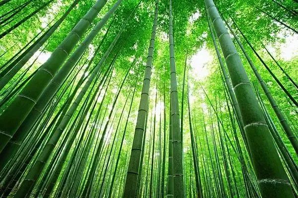 成都景点60岁以上免费门票,成都免费游玩景点推荐