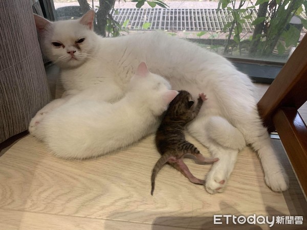 猫妈喂小猫吃奶的视频,猫妈妈给捡来的小猫喂奶