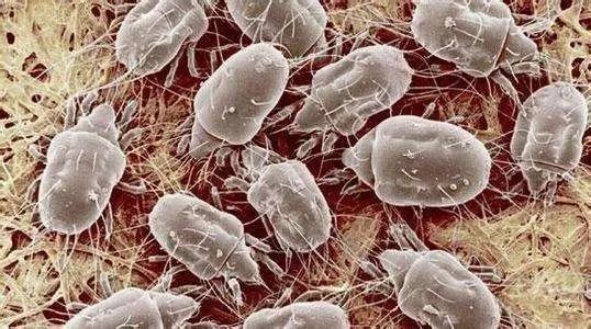 这个百元枕头让你享受五星级酒店的高级体验，一晚拯救失眠