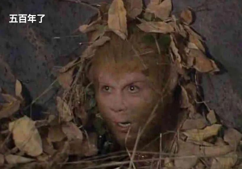 羊驼又叫什么神兽,羊驼为什么会排在十大神兽里