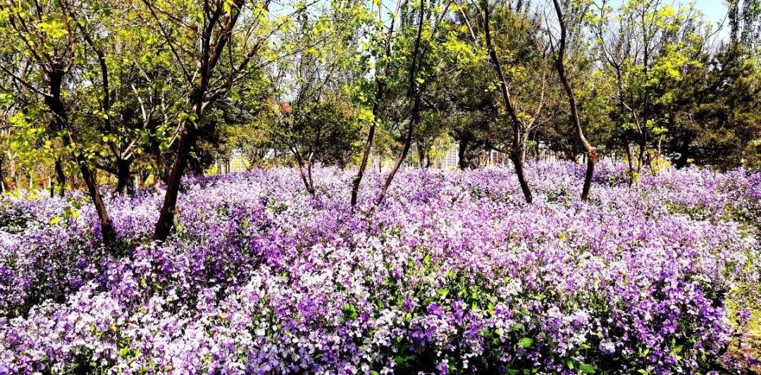漫游新城|文化荟萃，景色怡人，在这里尽享公园慢时光