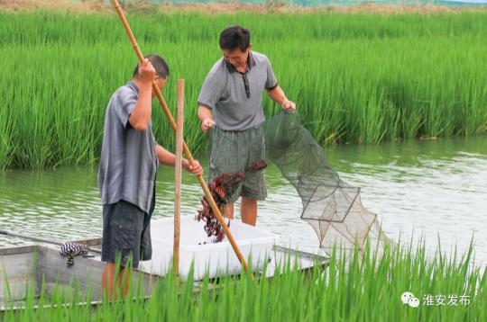 淮味千年品牌农产品,淮味千年