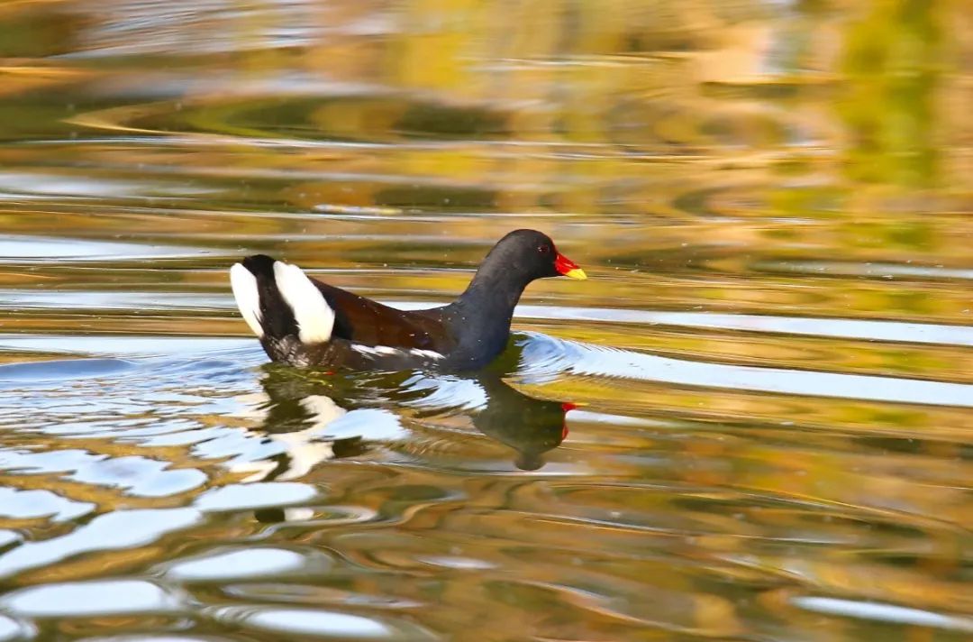 触动心灵的圆明园,人间天堂粤语男声版