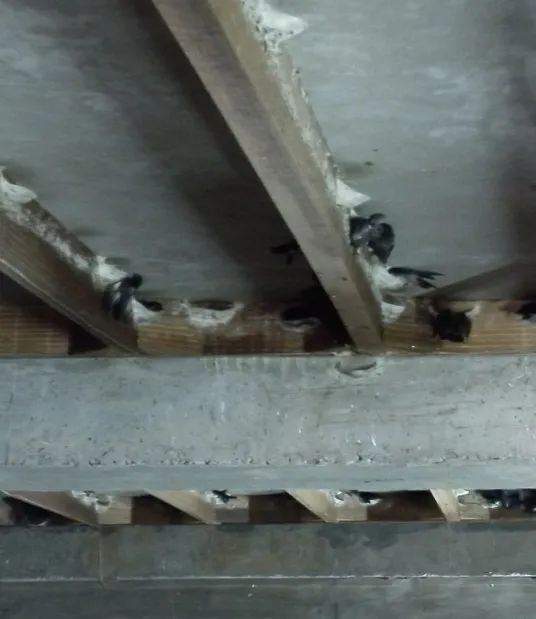 进口燕窝是否属于农产品案例,进口燕窝税费