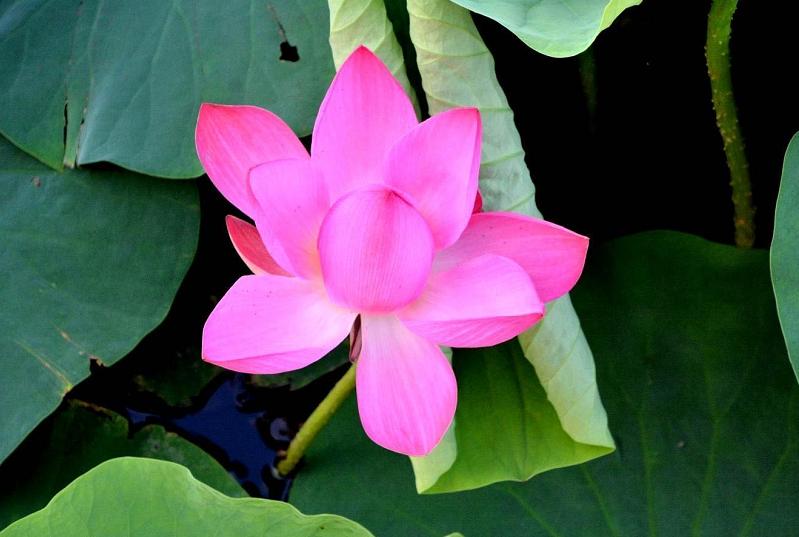 美翻了人间的小桥流水人家,最美的荷花海