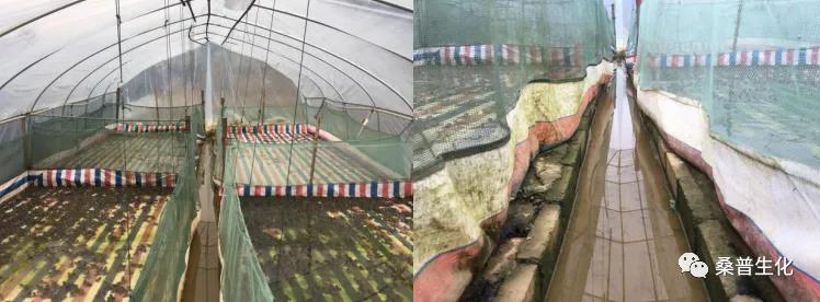 牛蛙养殖技术培训班2021,养殖牛蛙的方法和技术