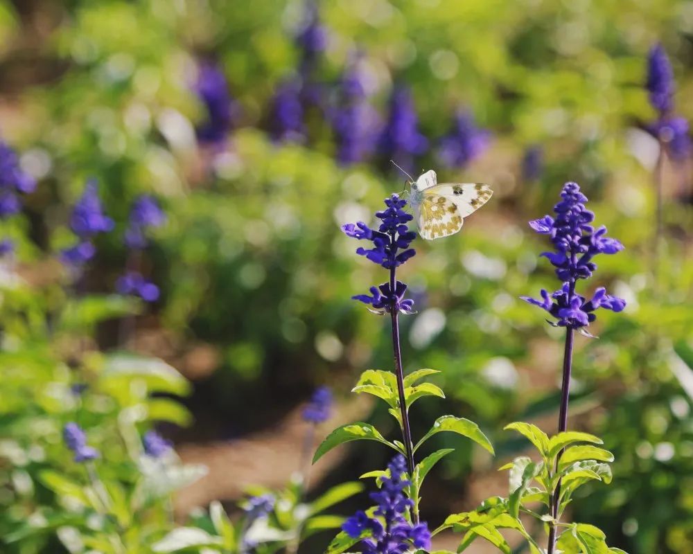 花田之约，醉美其中…