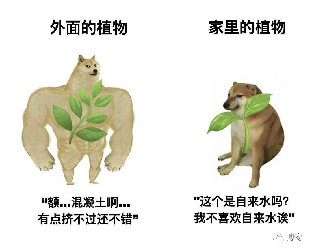 皇室名流捧红的铃兰手捧,你在家就能种