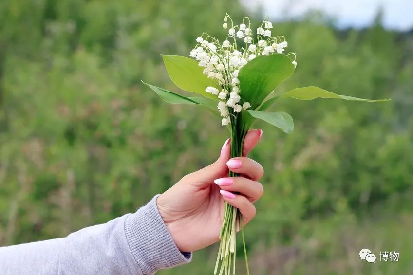 皇室名流捧红的铃兰手捧,你在家就能种