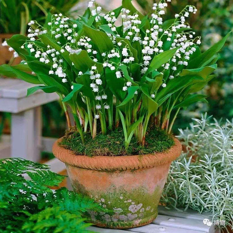 皇室名流捧红的铃兰手捧,你在家就能种