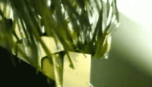 怎样种草皮有几种方法,以假乱真的草坪