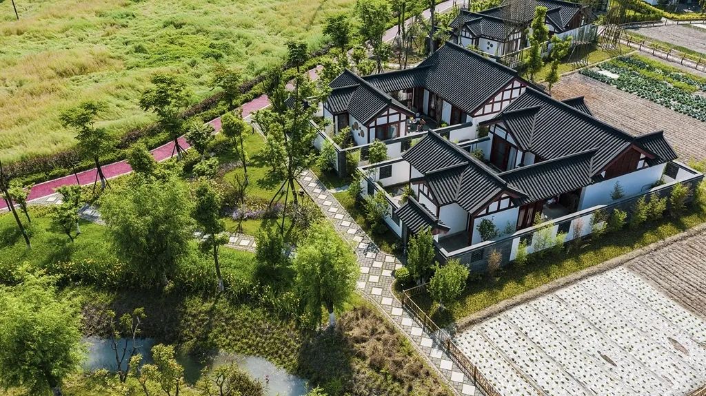 果实圆熟之秋,百万流量主播带你走进新津