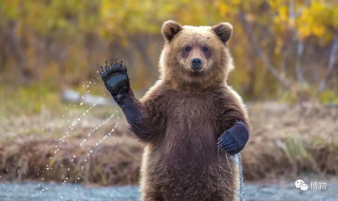 我死了又活了,我死了我的债务怎么办