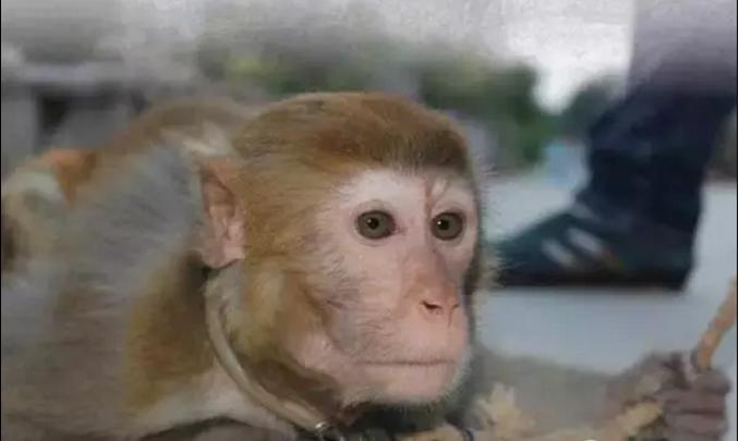 被铁链绑住，注射避孕药，连续伺候几百人后，她挣扎着死去……